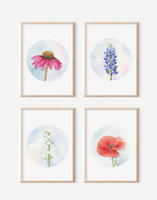 Load image into Gallery viewer, Poppy | Texas Wildflowers Art Print | Pre-Order
