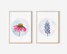 Load image into Gallery viewer, Coneflower | Texas Wildflowers Art Print | Pre-Order
