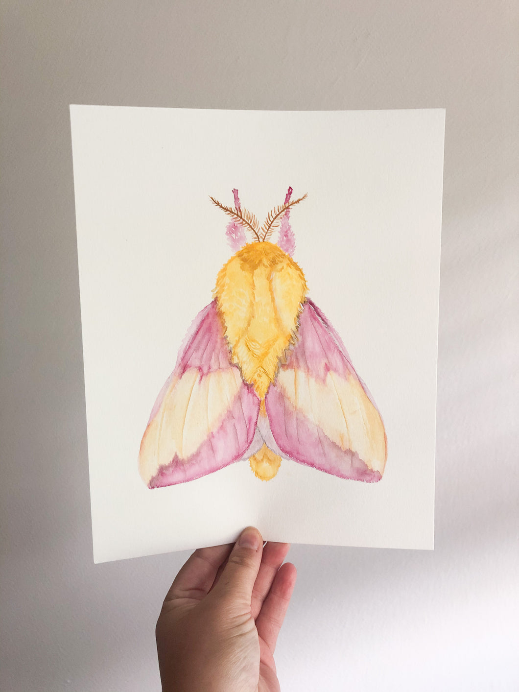 Original Artwork | Pink Moth