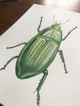 Load image into Gallery viewer, Original Artwork | Jewel Beetle
