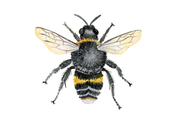 The Bug Collection Sticker