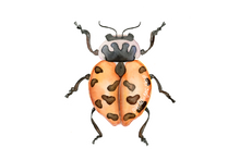 Load image into Gallery viewer, The Bug Collection Sticker
