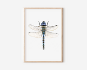 Dragonfly Art Print | Pre-Order