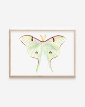 Load image into Gallery viewer, Luna Moth Art Print | Pre-Order
