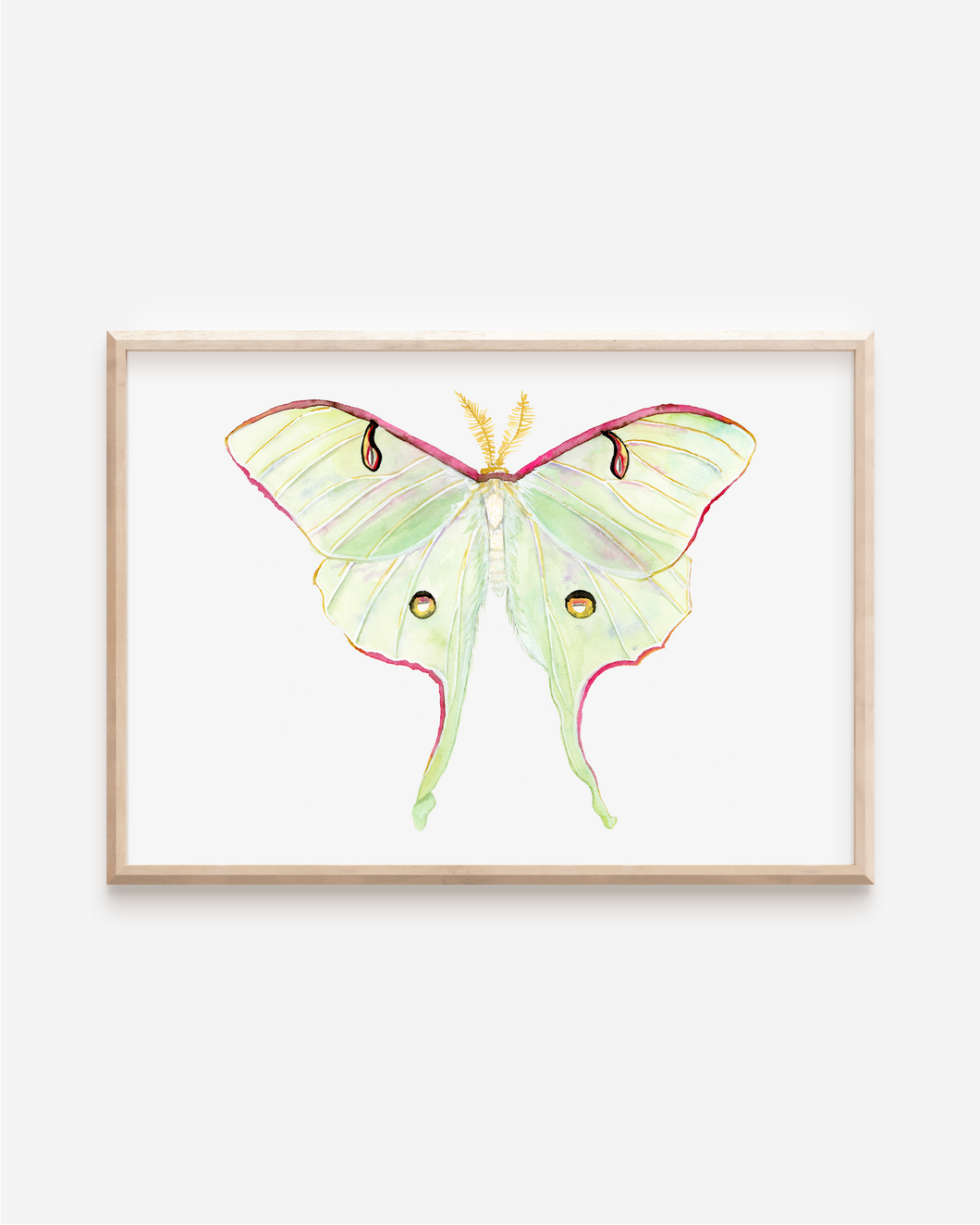 Luna Moth Art Print | Pre-Order