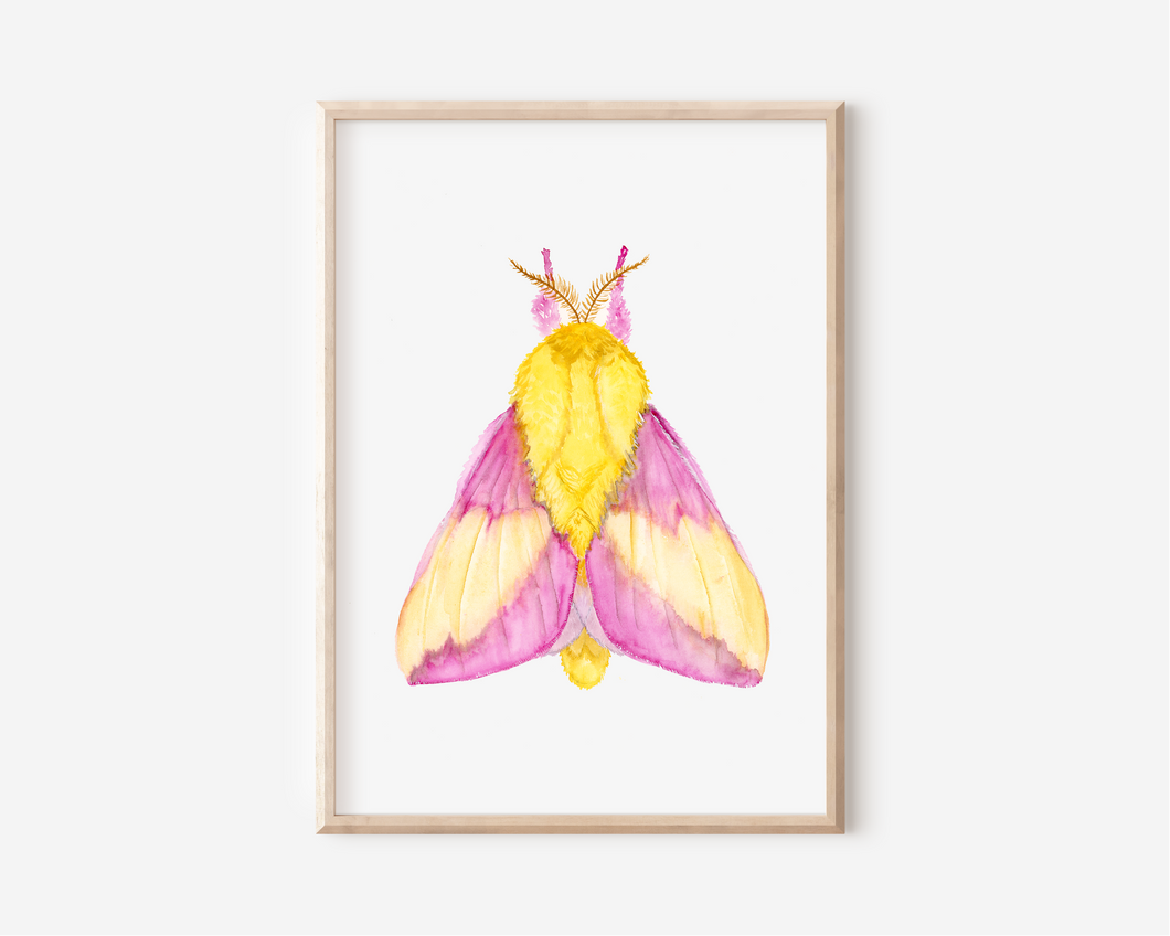 Pink Moth Art Print | Pre-Order