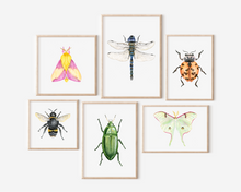 Load image into Gallery viewer, Luna Moth Art Print | Pre-Order
