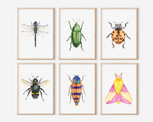 Load image into Gallery viewer, Orange Beetle Art Print | Pre-Order
