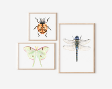 Load image into Gallery viewer, Luna Moth Art Print | Pre-Order
